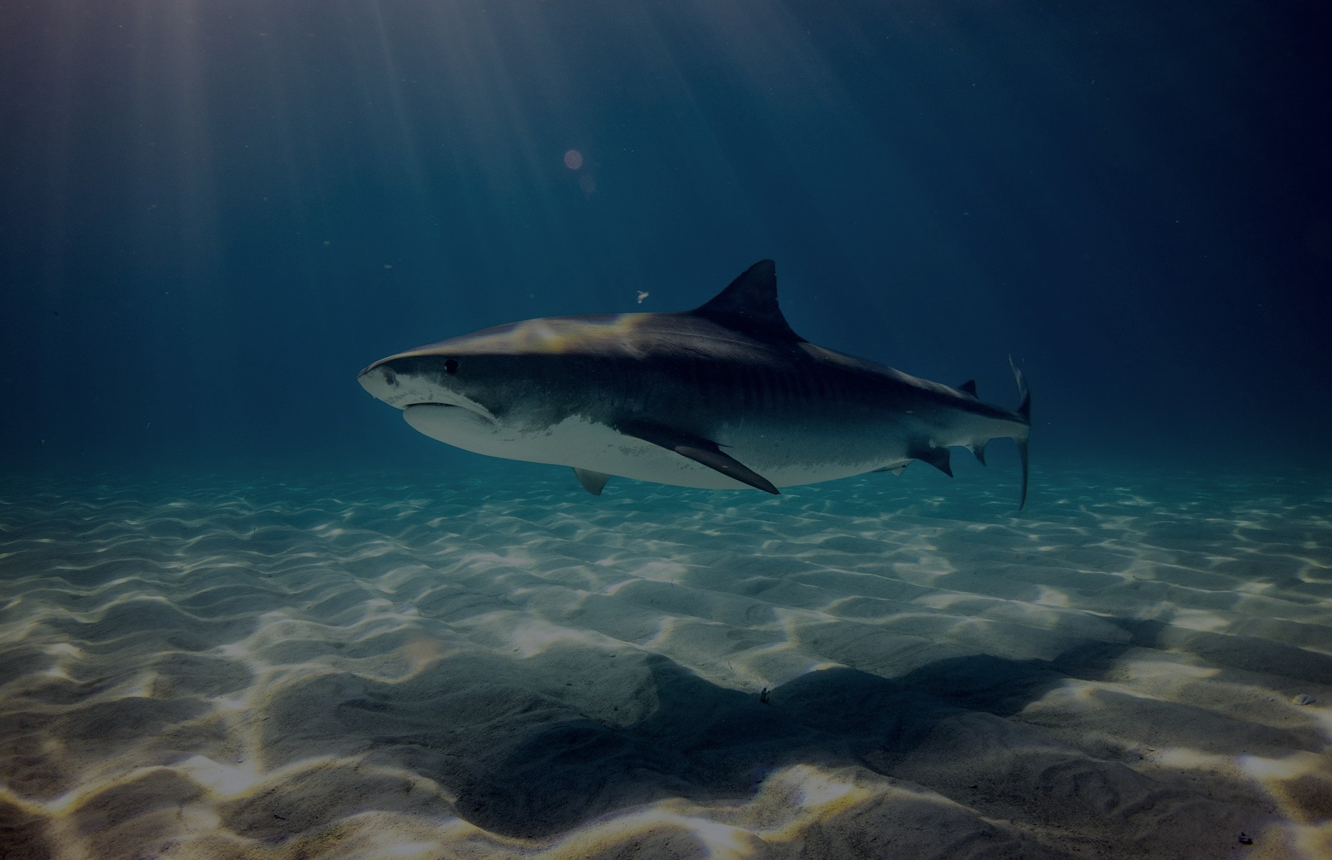 Rykliai — Bessentas, Druckenmilleris, Warsh